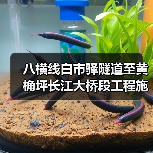 八横线白市驿隧道至黄桷坪长江大桥段工程施工一标段 项目编号:50000120251028001050101(图2) 八横线白市驿隧道至黄桷坪长江大桥段工程施工一标段 项目编号:50000120251028001050101(图2)