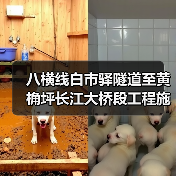 八横线白市驿隧道至黄桷坪长江大桥段工程施工二标段 项目编号:50000120251028001050102(图2) 八横线白市驿隧道至黄桷坪长江大桥段工程施工二标段 项目编号:50000120251028001050102(图2)