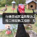 行唐县城区道路整治工程二标段施工招标:投标资格与文件获取指南(图2) 行唐县城区道路整治工程二标段施工招标:投标资格与文件获取指南(图2)