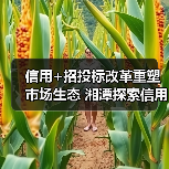 信用+招投标改革重塑市场生态 湘潭探索信用评价新路径（图1）