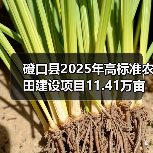 磴口县2025年高标准农田建设项目11.41万亩（第二批）施工第十标段至第十四标段招标公告（图1）