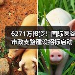 6271万投资！国际医谷市政支路建设招标启动（图3）