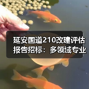 延安国道210改建评估报告招标:多领域专业评估服务需求发布(图1) 延安国道210改建评估报告招标:多领域专业评估服务需求发布(图1)