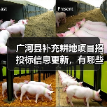 广河县补充耕地项目招投标信息更新，有哪些关键细节？（图2）