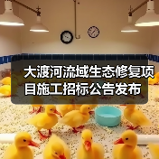 大渡河流域生态修复项目施工招标公告发布（图4）