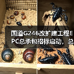 国道G246改扩建工程EPC总承包招标启动,总投资15.24亿(图3) 国道G246改扩建工程EPC总承包招标启动,总投资15.24亿(图3)