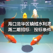 海口龙华区镇域水利灌溉二期招标：投标条件与流程解析（图4）
