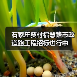 石家庄贾村福慧路市政道路工程招标进行中(图3) 石家庄贾村福慧路市政道路工程招标进行中(图3)