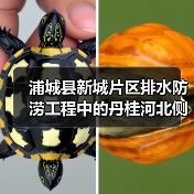 浦城县新城片区排水防涝工程中的丹桂河北侧(兴华路)排水及配套工程(一期)施工(图3) 浦城县新城片区排水防涝工程中的丹桂河北侧(兴华路)排水及配套工程(一期)施工(图3)